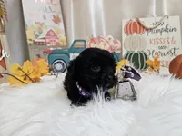 Anna, a female Yorkipoo for sale in Spencerville, IN – 5 of 7