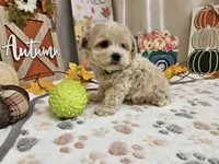 Landon, a male Maltipoo for sale in Spencerville, IN – 8 of 9