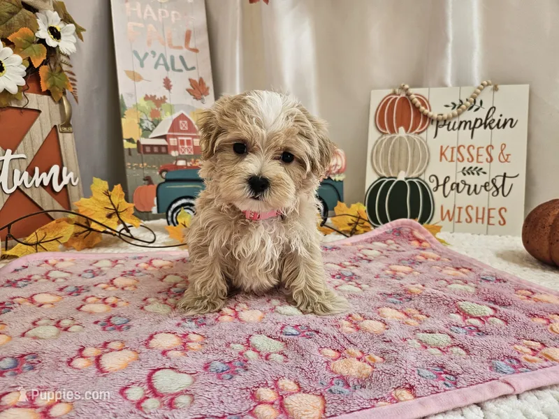 Cupcake Sue – Maltipoo puppy for sale in Spencerville, IN