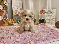 Cupcake Sue, a female Maltipoo for sale in Spencerville, IN – 1 of 9