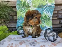 Simba, a male Yorkshire Terrier for sale in Spencerville, IN – 3 of 6