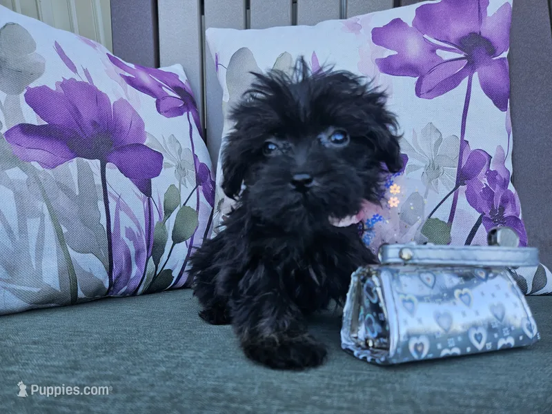 Anise – Yorkipoo puppy for sale in Spencerville, IN