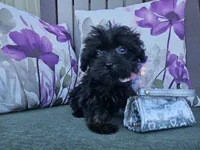 Anise, a female Yorkipoo for sale in Spencerville, IN – 6 of 9