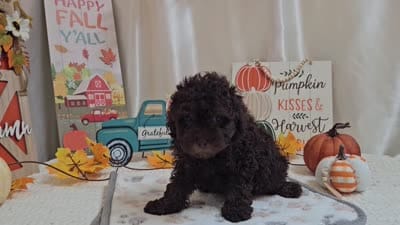AJ, a male Poodle - Miniature  for sale in Spencerville, IN – 6 of 6