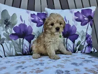 Ranger, a male Cavapoo for sale in Spencerville, IN – 7 of 9
