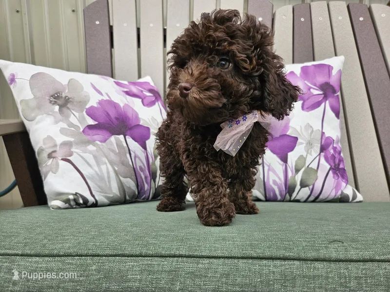 Avalene – Poodle - Miniature  puppy for sale in Spencerville, IN