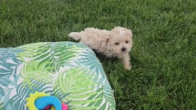 Micah, a male Maltipoo for sale in Spencerville, IN – 7 of 7