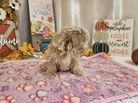 Cupcake Sue, a female Maltipoo for sale in Spencerville, IN – 7 of 9