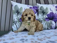 Ranger, a male Cavapoo for sale in Spencerville, IN – 5 of 9