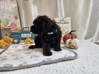 Armstrong, a male Poodle - Miniature  for sale in Spencerville, IN – 5 of 9