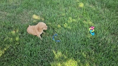 Rex, a male Cavapoo for sale in Spencerville, IN – 7 of 7
