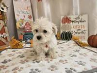 Carlo Lynne, a male Maltipoo for sale in Spencerville, IN – 9 of 10