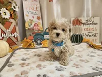 Cody Jay, a male Maltipoo for sale in Spencerville, IN – 1 of 10