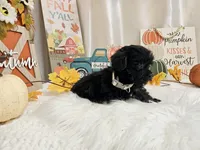 Anise, a female Yorkipoo for sale in Spencerville, IN – 3 of 5