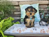 Striker, a male Yorkshire Terrier for sale in Spencerville, IN – 6 of 7