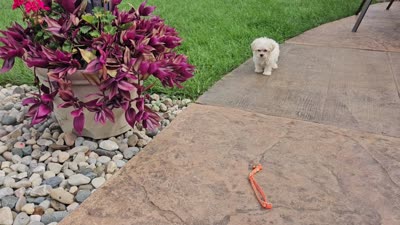 Carson Wayne, a male Maltipoo for sale in Spencerville, IN – 10 of 10