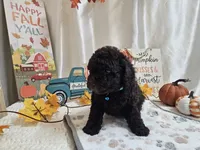 Arnold, a male Poodle - Miniature  for sale in Spencerville, IN – 6 of 9