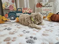 Landon, a male Maltipoo for sale in Spencerville, IN – 6 of 9