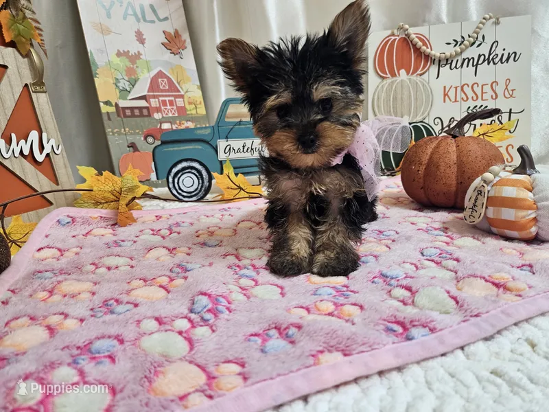 Molly – Yorkshire Terrier puppy for sale in Spencerville, IN