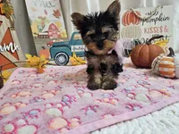 Molly, a female Yorkshire Terrier for sale in Spencerville, IN – 6 of 10