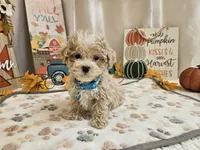 Cody Jay, a male Maltipoo for sale in Spencerville, IN – 3 of 10