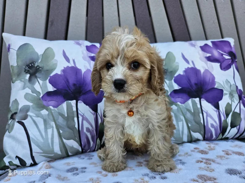 Ruger – Cavapoo puppy for sale in Spencerville, IN