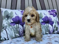 Ruger, a male Cavapoo for sale in Spencerville, IN – 1 of 6