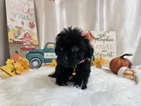 Arlo, a male Yorkipoo for sale in Spencerville, IN – 5 of 7