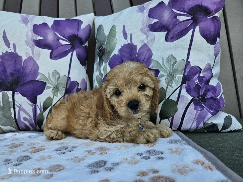 Rex – Cavapoo puppy for sale in Spencerville, IN