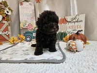 Armstrong, a male Poodle - Miniature  for sale in Spencerville, IN – 4 of 9
