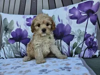 Ranger, a male Cavapoo for sale in Spencerville, IN – 8 of 9