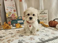 Carlo Lynne, a male Maltipoo for sale in Spencerville, IN – 4 of 10