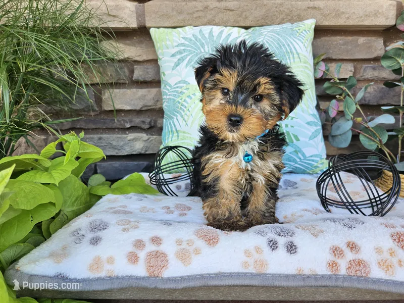 Striker – Yorkshire Terrier puppy for sale in Spencerville, IN