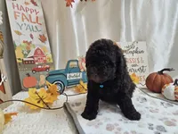 Arnold, a male Poodle - Miniature  for sale in Spencerville, IN – 7 of 9