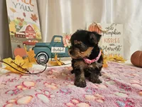 Molly, a female Yorkshire Terrier for sale in Spencerville, IN – 7 of 7