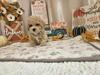 Charlie Ray, a male Maltipoo for sale in Spencerville, IN – 5 of 10