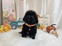 Arlo, a male Yorkipoo for sale in Spencerville, IN – 2 of 7