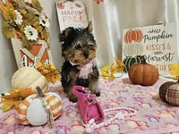 Molly, a female Yorkshire Terrier for sale in Spencerville, IN – 2 of 10