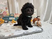 Armstrong, a male Poodle - Miniature  for sale in Spencerville, IN – 8 of 9