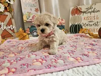 Lisa, a female Maltipoo for sale in Spencerville, IN – 8 of 10