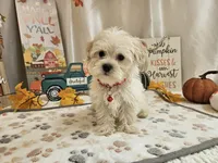 Carlo Lynne, a male Maltipoo for sale in Spencerville, IN – 6 of 10