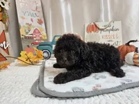 Armstrong, a male Poodle - Miniature  for sale in Spencerville, IN – 3 of 9