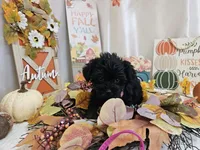 Arianna, a female Yorkipoo for sale in Spencerville, IN – 5 of 7