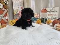 Aden, a male Yorkipoo for sale in Spencerville, IN – 3 of 7