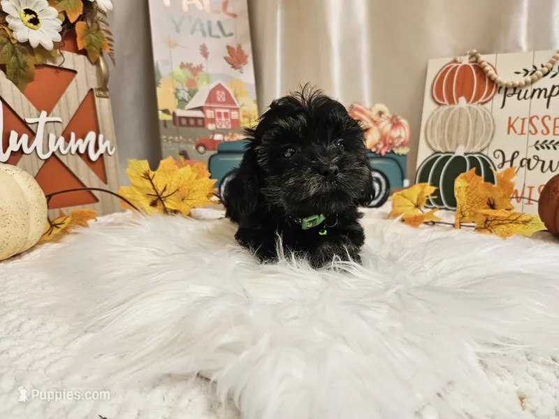 Andy – Yorkipoo puppy for sale in Spencerville, IN