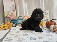 Armstrong, a male Poodle - Miniature  for sale in Spencerville, IN – 7 of 9