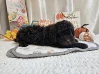 Arnold, a male Poodle - Miniature  for sale in Spencerville, IN – 3 of 9