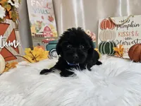 Ace, a male Yorkipoo for sale in Spencerville, IN – 4 of 6