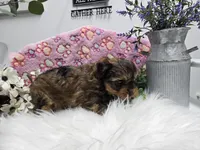 Bingo, a male Yorkshire Terrier for sale in Spencerville, IN – Photo 3 of 5