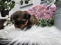 Bingo, a male Yorkshire Terrier for sale in Spencerville, IN – Photo 5 of 5